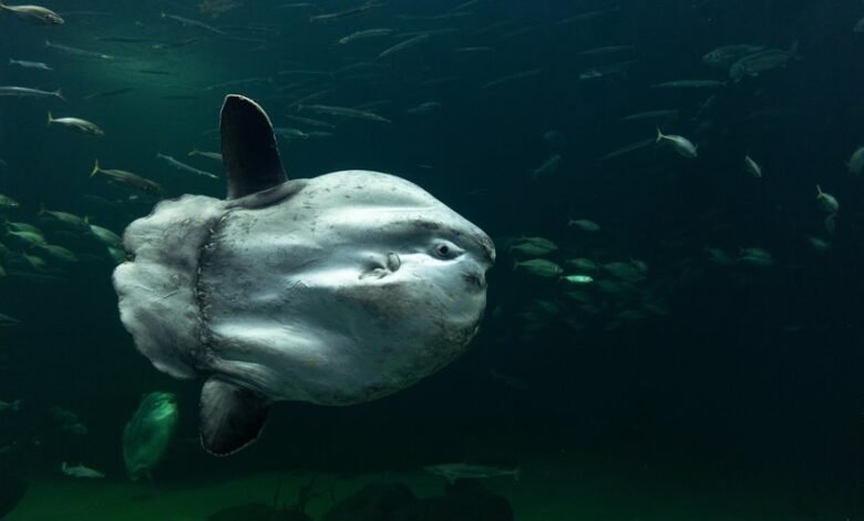large low fin model
